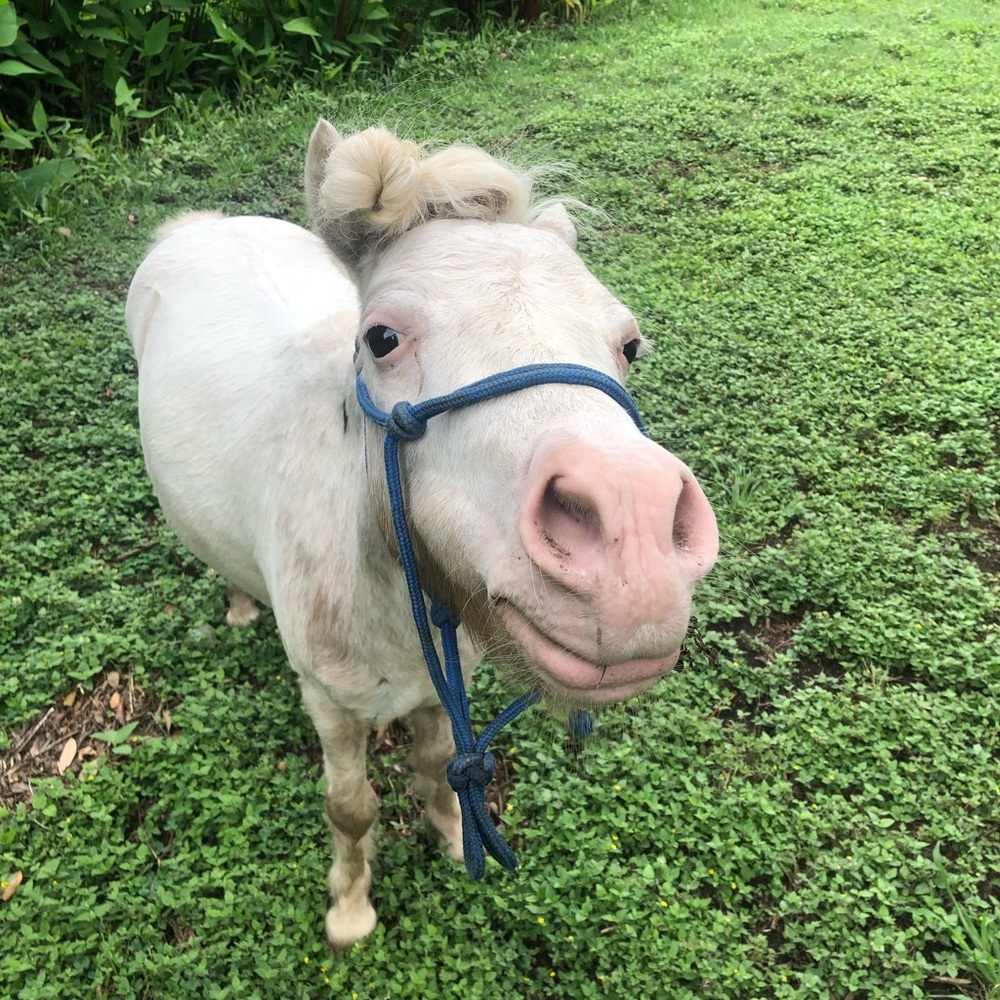 ISO-Horse Tack/Accessories